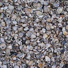 Terraza Halve Big Bag Schelpen (Schoon) 0,5m³