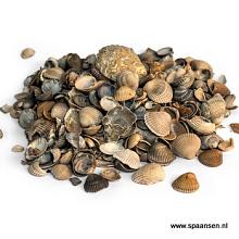 Schelpen grijs 8-16 mm 600 kg Big Bag